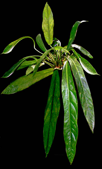 Anthurium pendulifolium, Photo Copyright 2009, Steve Lucas, www.ExoticRainforest.com