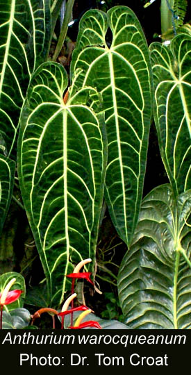 Anthurium warocqueanum  J. Moore Florist & Pomol, Photo Dr. Tom Croat, Copyright 2009