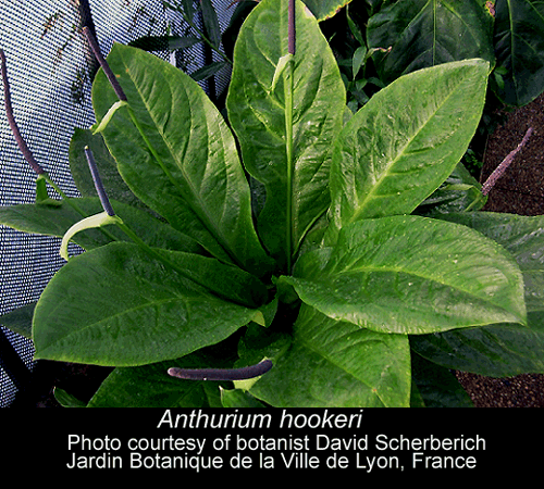 Anthurium Hookeri Anthurium Hookeri Kunth Anthurium Hookerii Exotic Rainforest Rare Tropical Plants