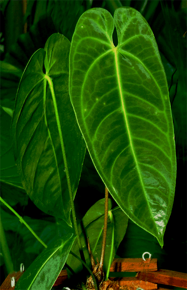 Anthurium marmoratum, possibly Anthurium angamarcanum, possibly a new species, Photo Copyright 2007, Steve Lucas, www.ExoticRainforest.com