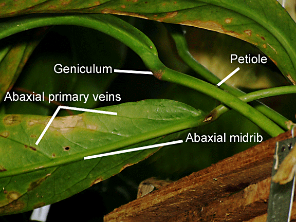 Anthurium pendulifolium, Photo Copyright 2009, Steve Lucas, www.ExoticRainforest.com