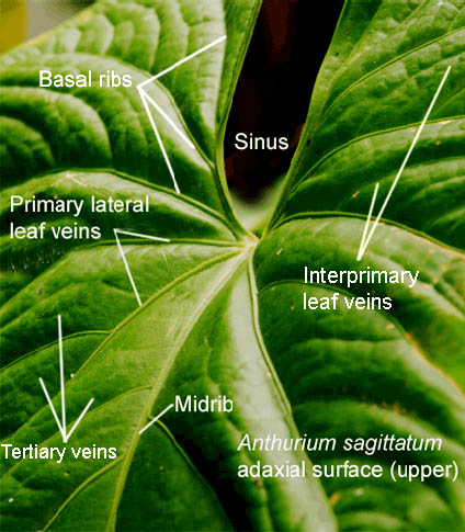 Anthurium vein structure, Photo Copyright 2009, Steve Lucas, www.ExoticRainforest.com