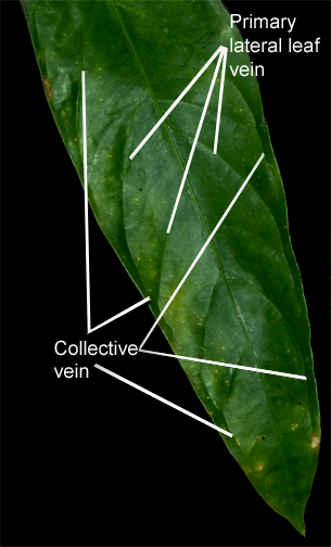 Anthurium pendulifolium, Photo Copyright 2009, Steve Lucas, www.ExoticRainforest.com