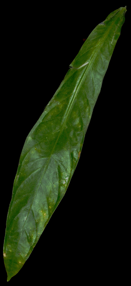 Anthurium pendulifolium, Photo Copyright 2009, Steve Lucas, www.ExoticRainforest.com