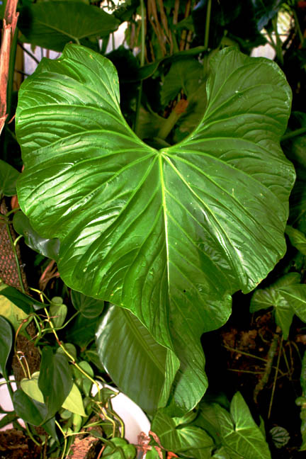 Anthurium balaoanum Engl., sometimes incorrectly called Anthurium guildingii, Photo Copyright 2010 Steve Lucas, www.ExoticRainforest.com