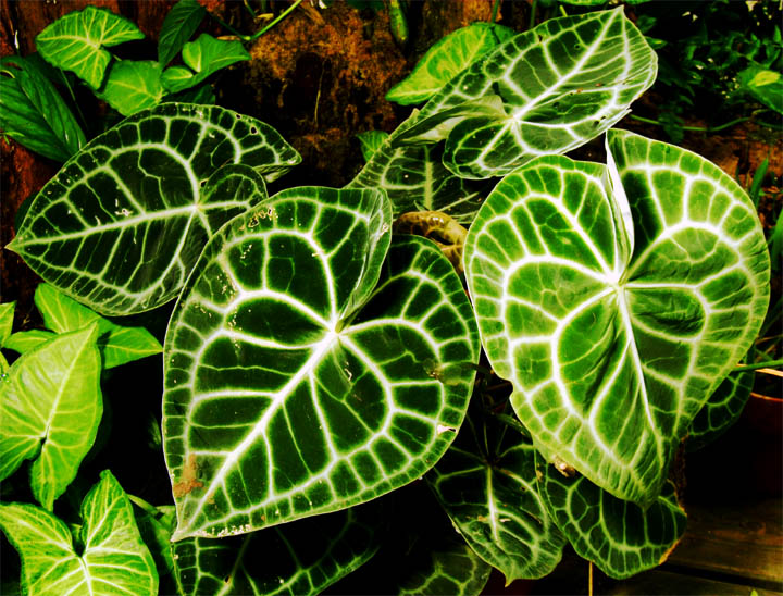 Anthurium clarinervium Matuda, Photo Copyright 2007, Steve Lucas, www.ExoticRainforest.com