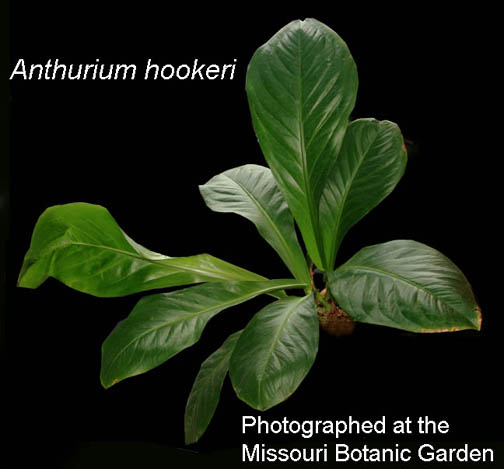 Anthurium hookeri, grow,  photographed at the Missouri Botanical Garden, Photo Copyright 2009 Steve Lucas, www.ExoticRainforest.com