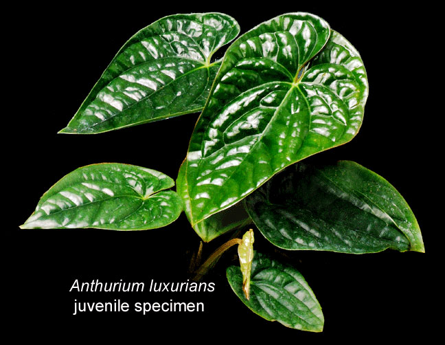 Anthurium luxurians juvenile specimen, Photo Copyright 2007, Steve Lucas, www.ExoticRainforest.com