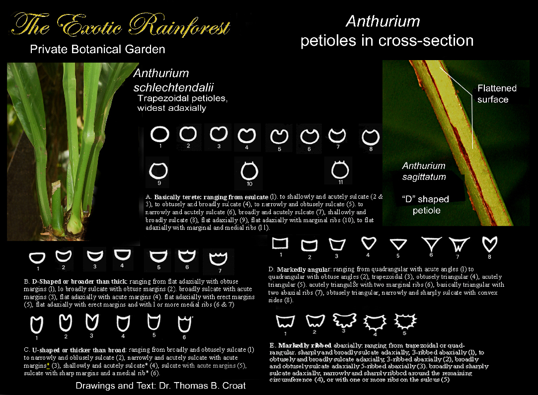 The structural shapes of Anthurium species, Copyright Dr. Tom Craot, Missouri Botanical Garden, st. Louis