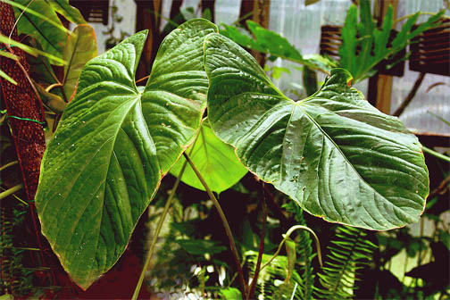 Anthurium sagittatum leaf blades photo Copyright 2009, Steve Lucas, www.ExoticRainforest.com