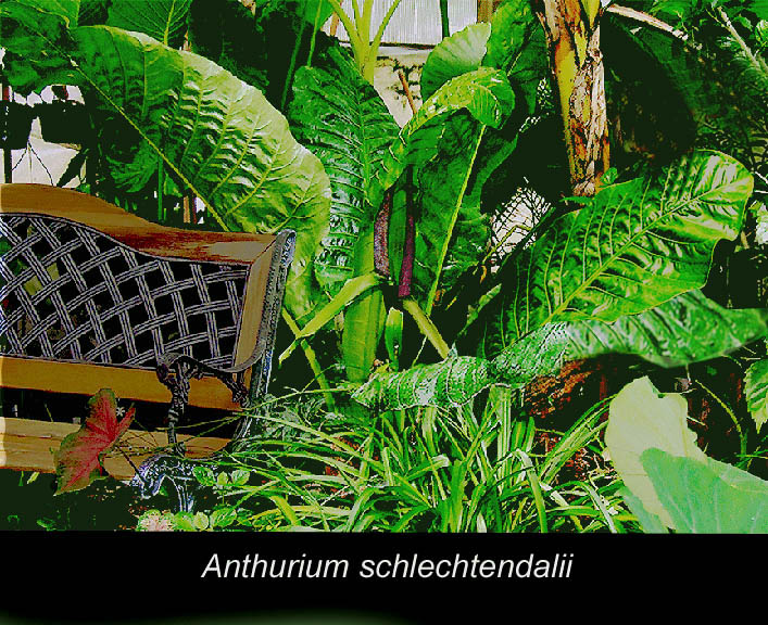 Anthurium schlechtendalii, Photo Copyright 2007, Steve Lucas, www.ExoticRainforest.com