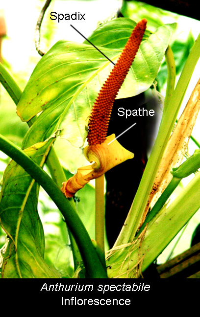 Anthurium spectabile inflorescence showing spathe and spadix suppored on the peduncle.  Photo Copyright 2010 Steve Lucas, www.ExoticRainforest.com