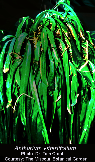 Anthurium vittariifolium Engl., Photo copyright Dr Tom Croat, Missouri Botanical Garden