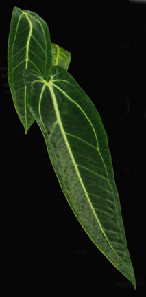 Anthurium warocqueanum, grow, Photo Copyright 2008, Steve Lucas, www.ExoticRainforest.com