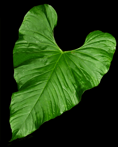 Anthurium balaoanum Copyright Steve Lucas