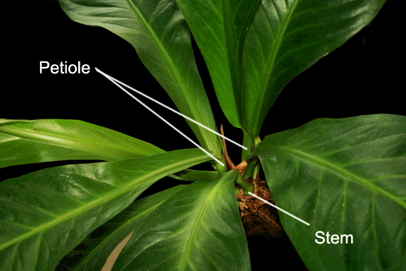 Anthurium hookeri stem and petioles, Photo Copyright 2009, Steve Lucas, www.ExoticRainforest.com