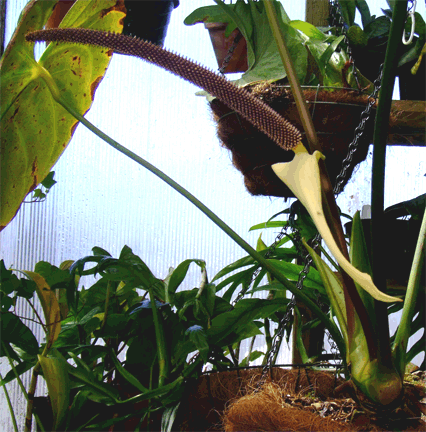 spathe and spadix of Anthurium regale, Photo Copyright 2006, Steve Lucas, www.ExoticRainforest.com