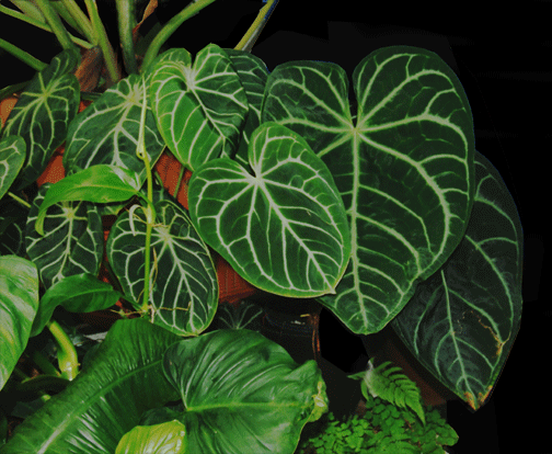 Anthurium magnificume, Photo Copyright 2008, Steve Lucas