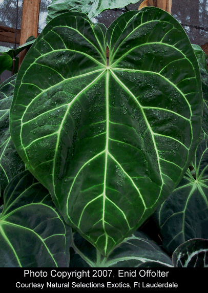 Anthurium magnificum,  Anthurium magnificum Linden, Photo Copyright 2007, Enid Offolter, Natural Selections Exotics, Fort Lauderdale, FL