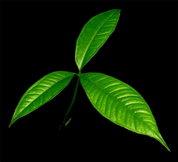 Anthurium moonenii, juvenile, Photo Copyright 2007, Steve Lucas, www.ExoticRainforest.com