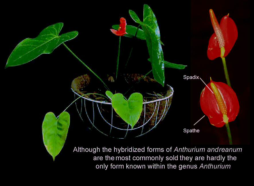 Anthurium Obaki, a hybrid form of Anthurium andreanum, grow, Photo Copyright 2007, Steve Lucas, www.ExoticRainforest.com