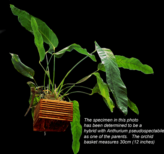 Anthurium pseudospectabile, grow, Photo Copyright 2008, Steve Lucas, www.ExoticRainforest.com