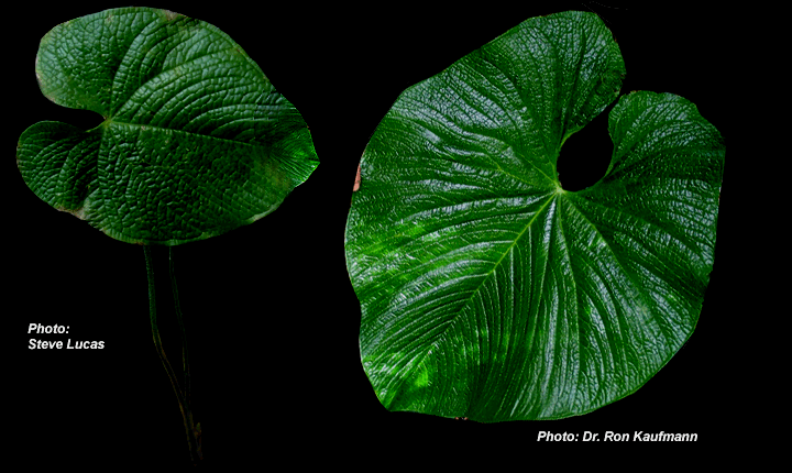 ANTHURIUM leaf species tropical indoor plants illustration 