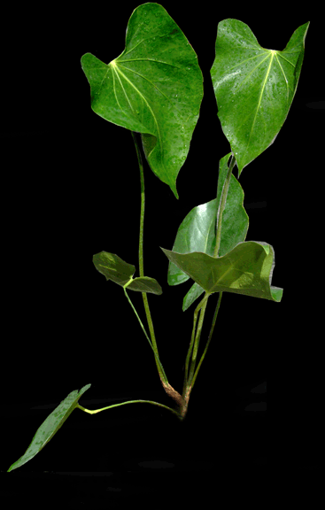 Anthurium faustomirandae, Photo Copyright Steve Lucas, www.ExoticRainforest.com