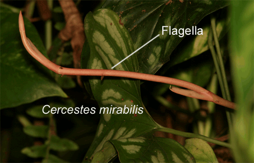 cercestes miralis flagella, Photo Copyright 2009, Steve Lucas, www.ExoticRainforest.com
