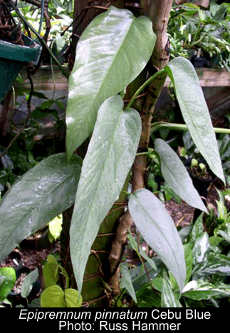 Epipremnum pinnatum (L.) Engl., Epipremnum pinnatum, Exotic Rainforest rare  tropical plants