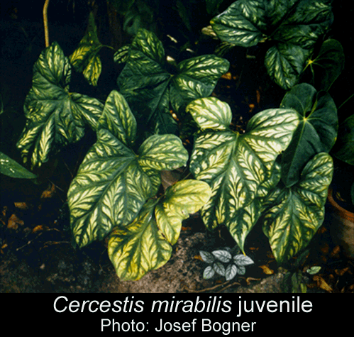 Cercestis mirabilis (N.E. Br.) Bogner, Photo Josef Bogner
