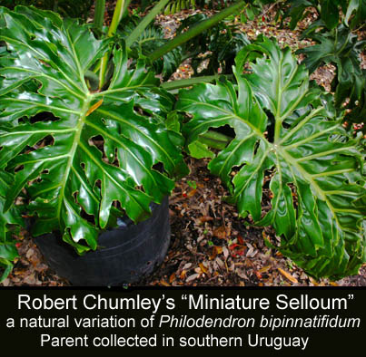Robert Chumley's Miniature Sellioum, Philodendron bipinnatifidum