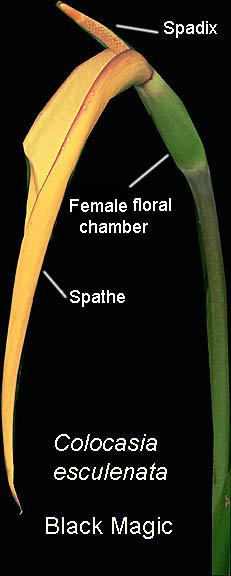 Colocasia esculenta "Black Magic" inflorescence including spathe, spadix, female floral chamber. Photo Copyright 2009 Steve Lucas, www.ExoticRainforest.com