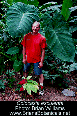 Colocasia esculenta, Elephant Ear