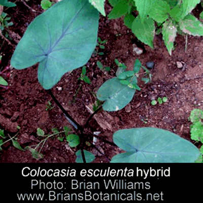 Colocasia esculenta, Elephant Ear