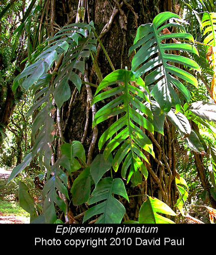 Epipremnum pinnatum (L.) Engl., Epipremnum pinnatum, Exotic Rainforest rare  tropical plants