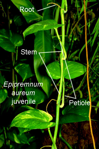Epipremnum aureum, commonly known and sold as Pothos, Photo Copyright 2009. 2010 Steve Lucas, www.ExoticRainforest.com