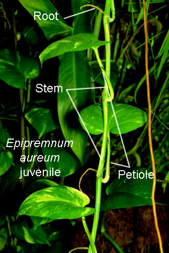 Epipremnum pinnatum (L.) Engl., Epipremnum pinnatum, Exotic Rainforest rare  tropical plants