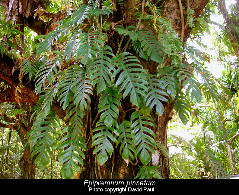 Epipremnum Pinnatum Aurea – Lost in the Forrest