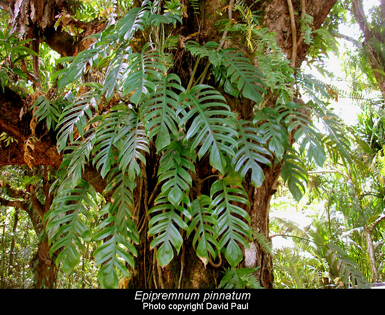 Gardeneria - Rare Epipremnum Pinnatum Mint Mature form