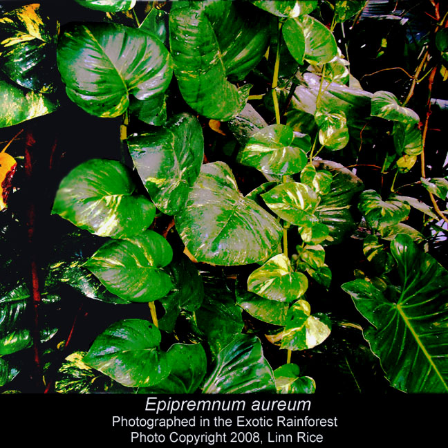 Epipremnum aureum (Pothos), Photo Copyright 2008, Linn Rice, the Exotic Rainforest atrium, www.ExoticRainforest.com