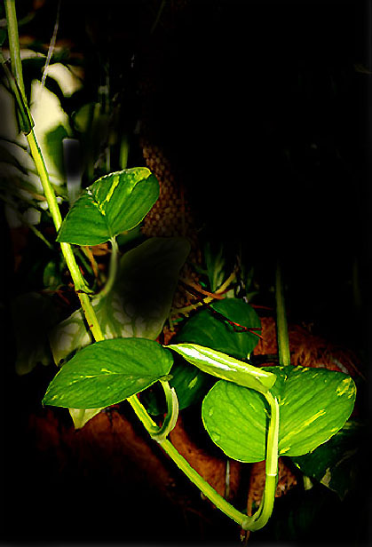 Epipremnum aureum juvenile, Photo Copyright 2010, Steve Lucas, www.ExoticRainforest.com
