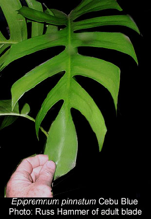 Recent order of philodendron and epipremnum from Thailand had this  mistakenly packaged with an epipremnum yellow flame. I know it's not a  pothos but hoping someone here might have an ID? 