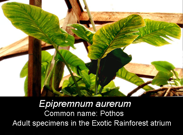 Epipremnum aureum fully adult,sold as Pothos,  Photo Copyright 2009, Steve Lucas, www.ExoticRainforest.com