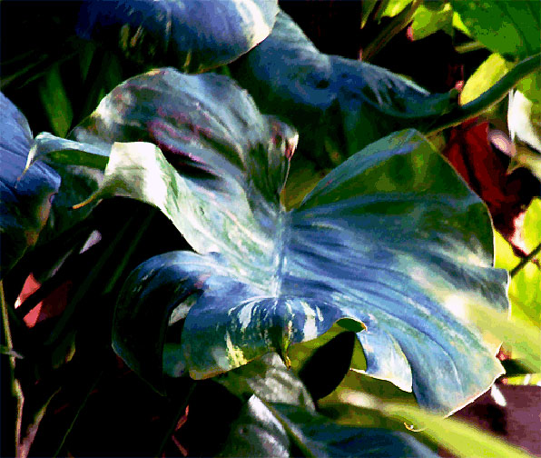 Epipremnum aureum (pothos), pinnated leaf, Photo Copyright 2009, Steve Lucas, www.ExoticRainforest.com
