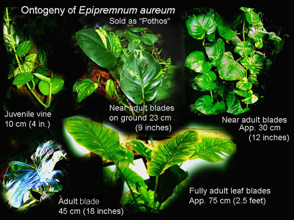 Ontogeny of Epipremnum aureum, Photos copyright 2010, Steve Lucas, www.ExoticRainforest.com