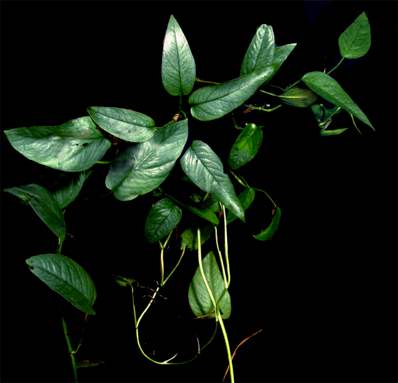 Gardeneria - Rare Epipremnum Pinnatum Mint Mature form