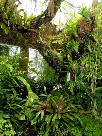 Epiphyte tree in the Exotic Rainforest rare tropical plants