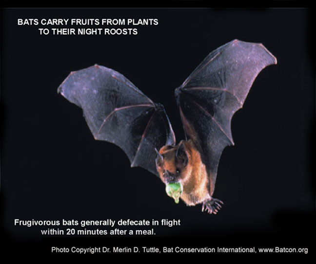 Frugivorous bat, Photo Copyright Dr. Merlin D Tuttle, Bat Conservation International, www.Batcon.org