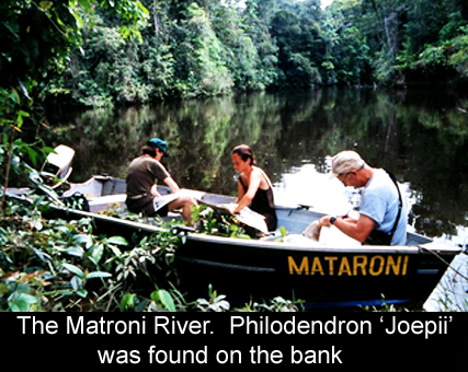 Matroni River where Philodendron 'joepii' was found.